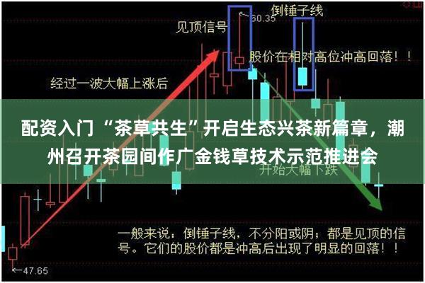 配资入门 “茶草共生”开启生态兴茶新篇章，潮州召开茶园间作广金钱草技术示范推进会