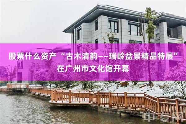 股票什么资产 “古木清韵——瑞岭盆景精品特展”在广州市文化馆开幕